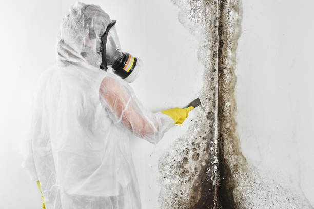 Best Home Mold Removal  in Le Claire, IA