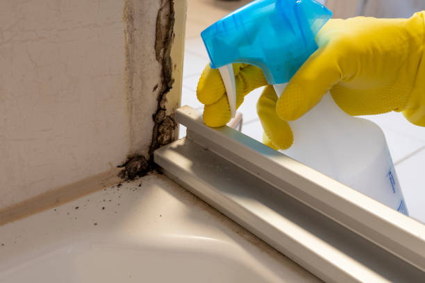 Best Professional Mold Removal  in Le Claire, IA