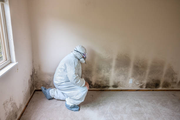 Best Mold Removal Near Me  in Le Claire, IA