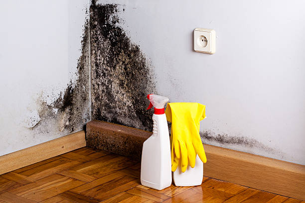 Best Fast Mold Removal  in Le Claire, IA