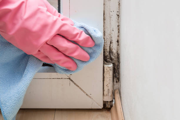Best Best Mold Removal Companies  in Le Claire, IA