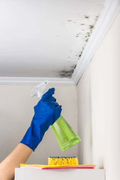 Best Office Mold Removal Services  in Le Claire, IA